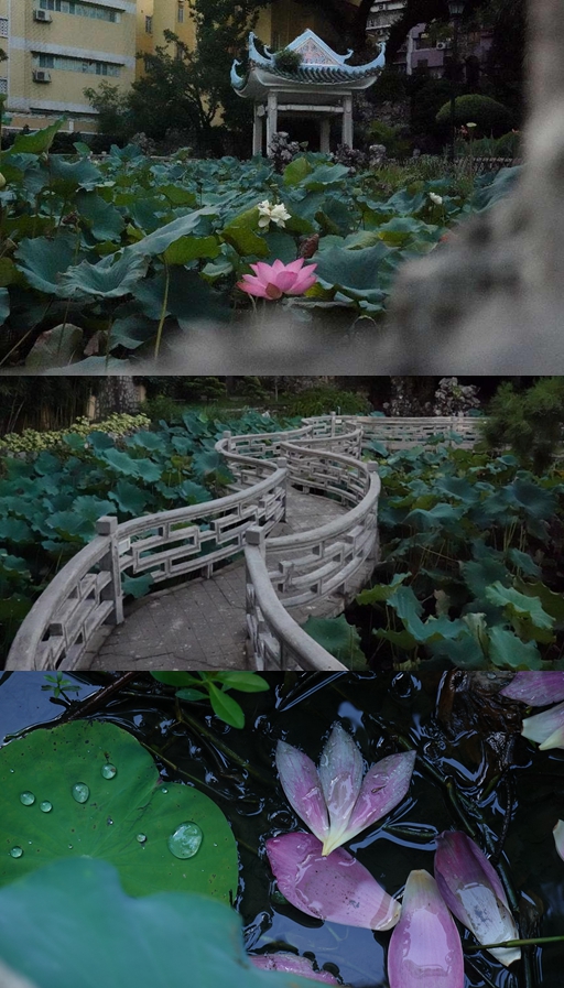 盧廉若公園。人民網(wǎng) 唐佳 攝
