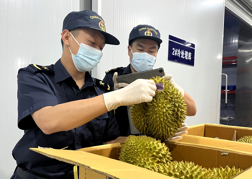 磨憨鐵路口岸綜合性指定監(jiān)管場地水果查驗區(qū)內(nèi)，海關關員正在查驗進口榴蓮。勐臘海關供圖
