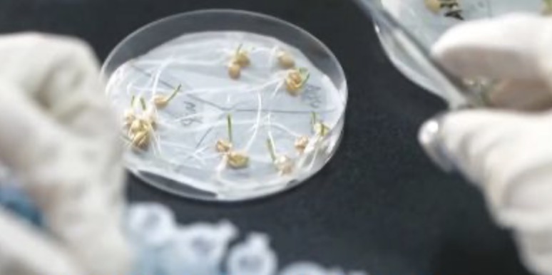 我國(guó)種業(yè)振興行動(dòng)取得一批標(biāo)志性成果